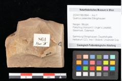Foto (Objekt + Etikett) von Quercus palaeoilex Ettingshausen (NHMW-GEO-2024-0188-0864)